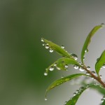 露